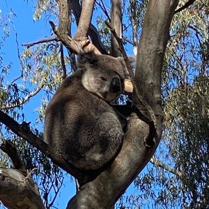 Meet your Posher, Anna jane